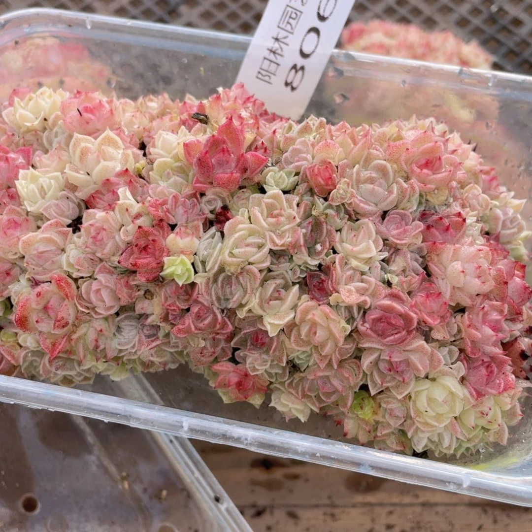 多肉植物多肉植物806