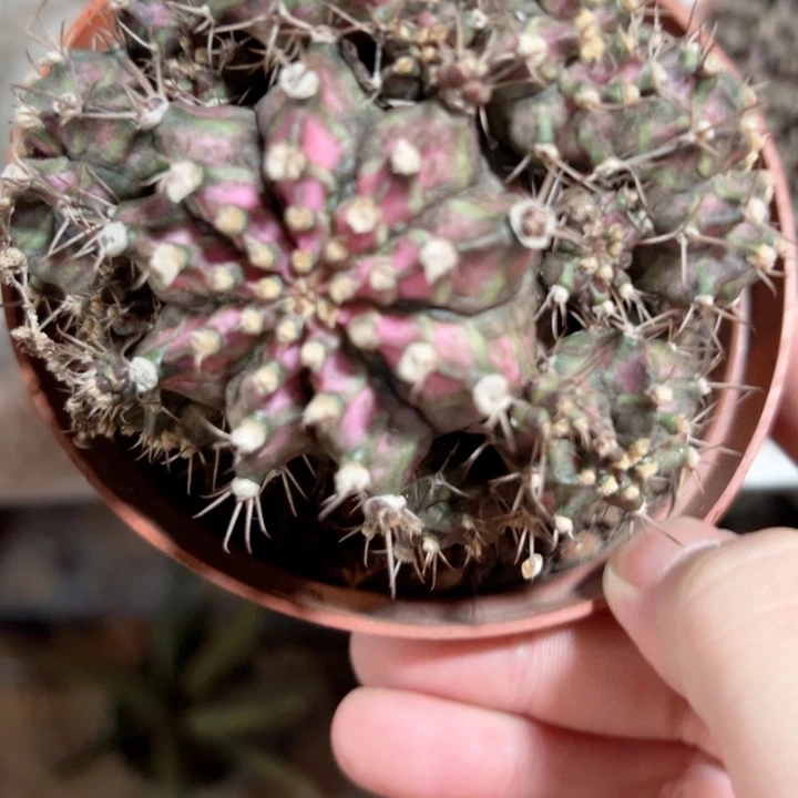 草***心哈哈哈哈哈哈哈哈哈哈哈