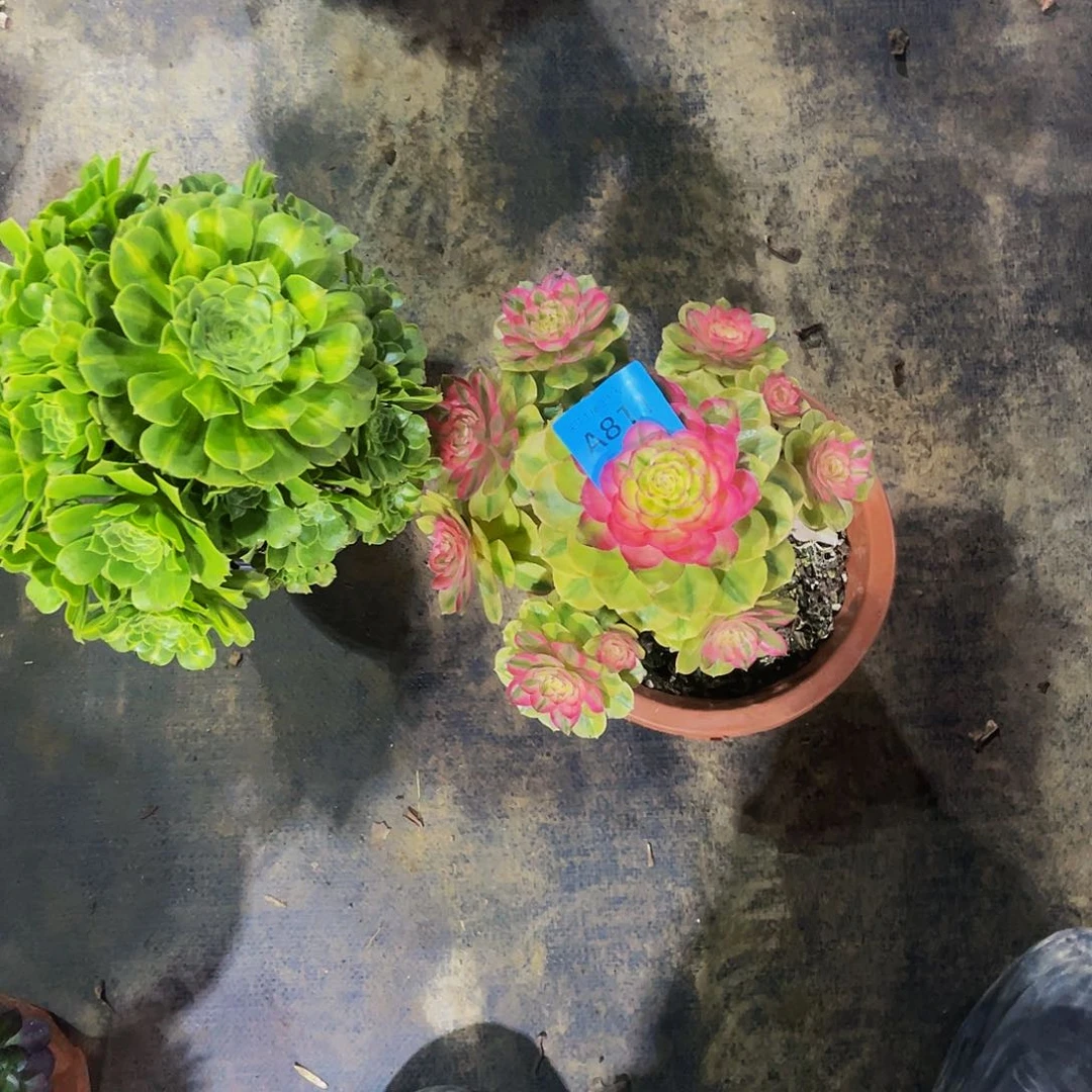 多肉万白，翡翠琉璃881