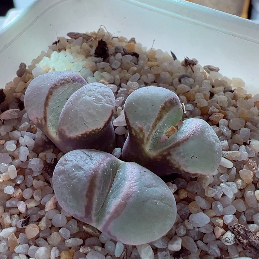 1223-290多肉多日雾面窗