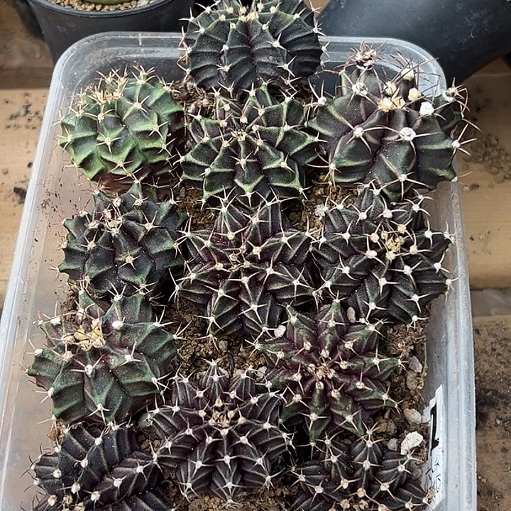 847号 特价米哈一盒多肉植物