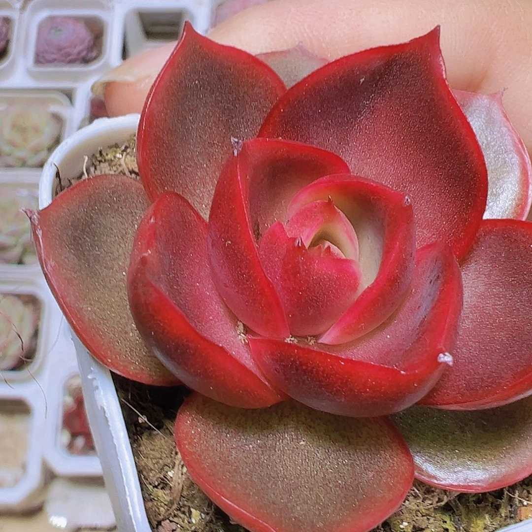 红灯2盆19包邮多肉植物