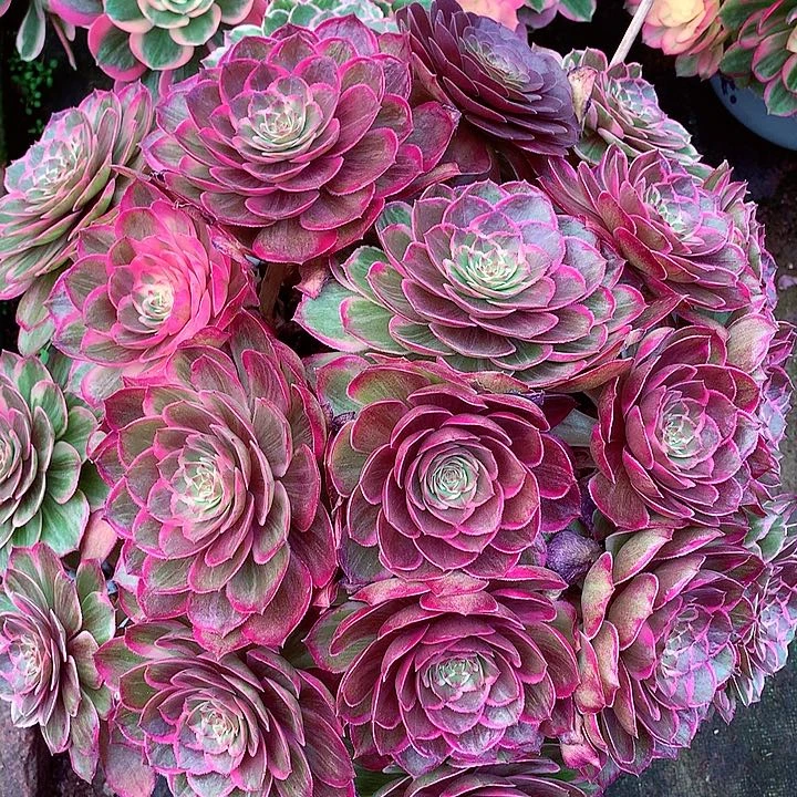 莲花座捧花啊啊啊啊