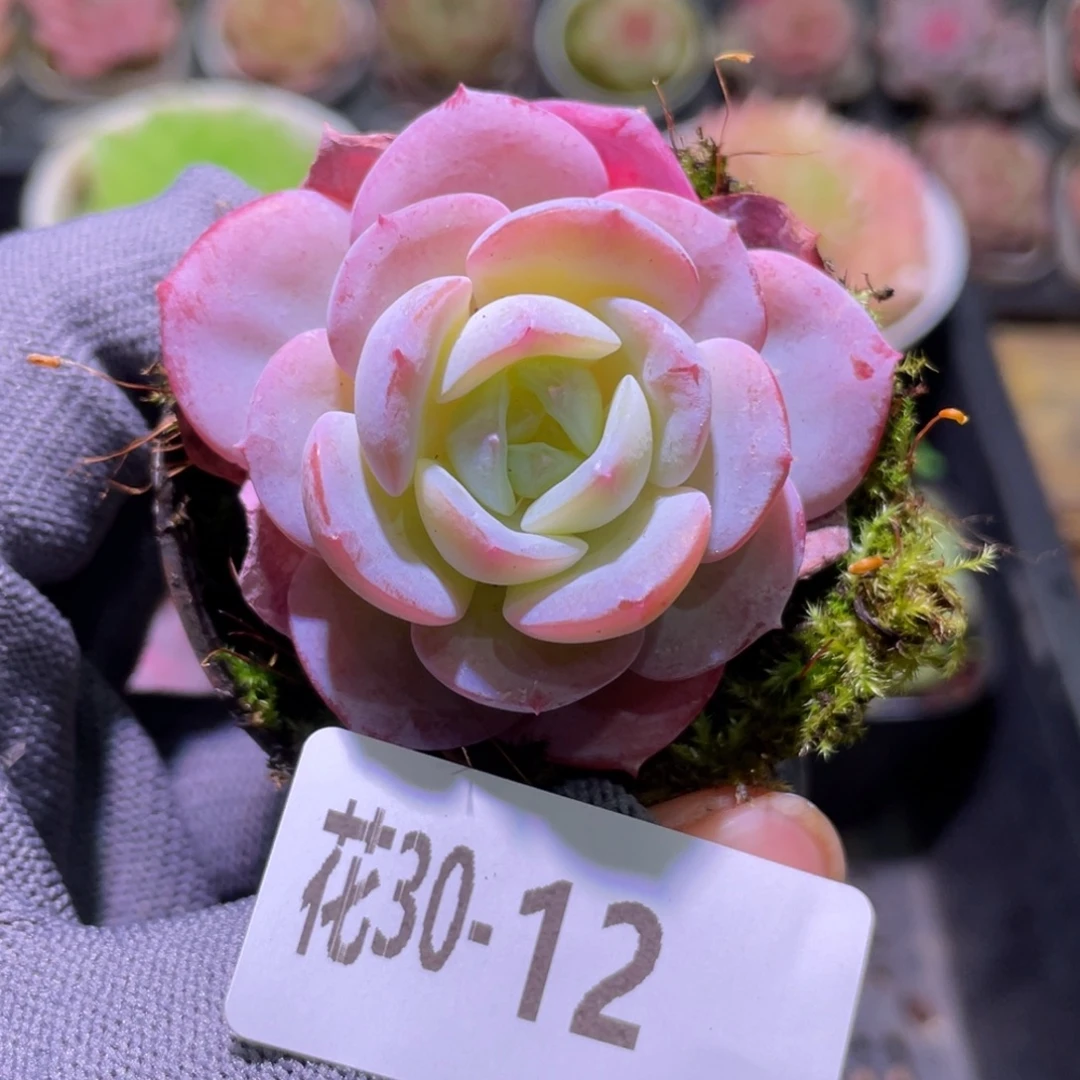 花利美30-12新品