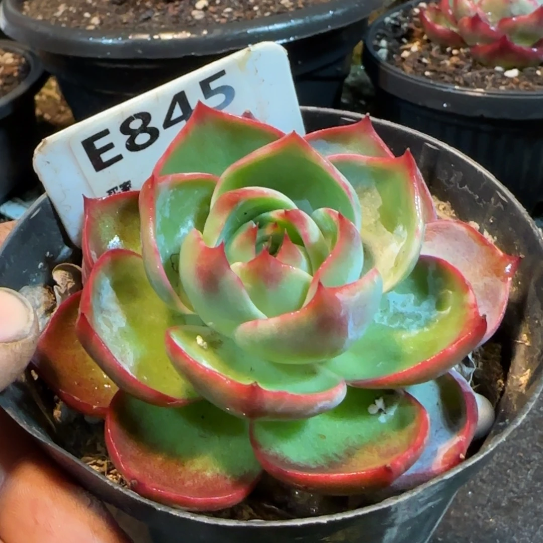 惊鸿一物一拍包装收缩花旱845