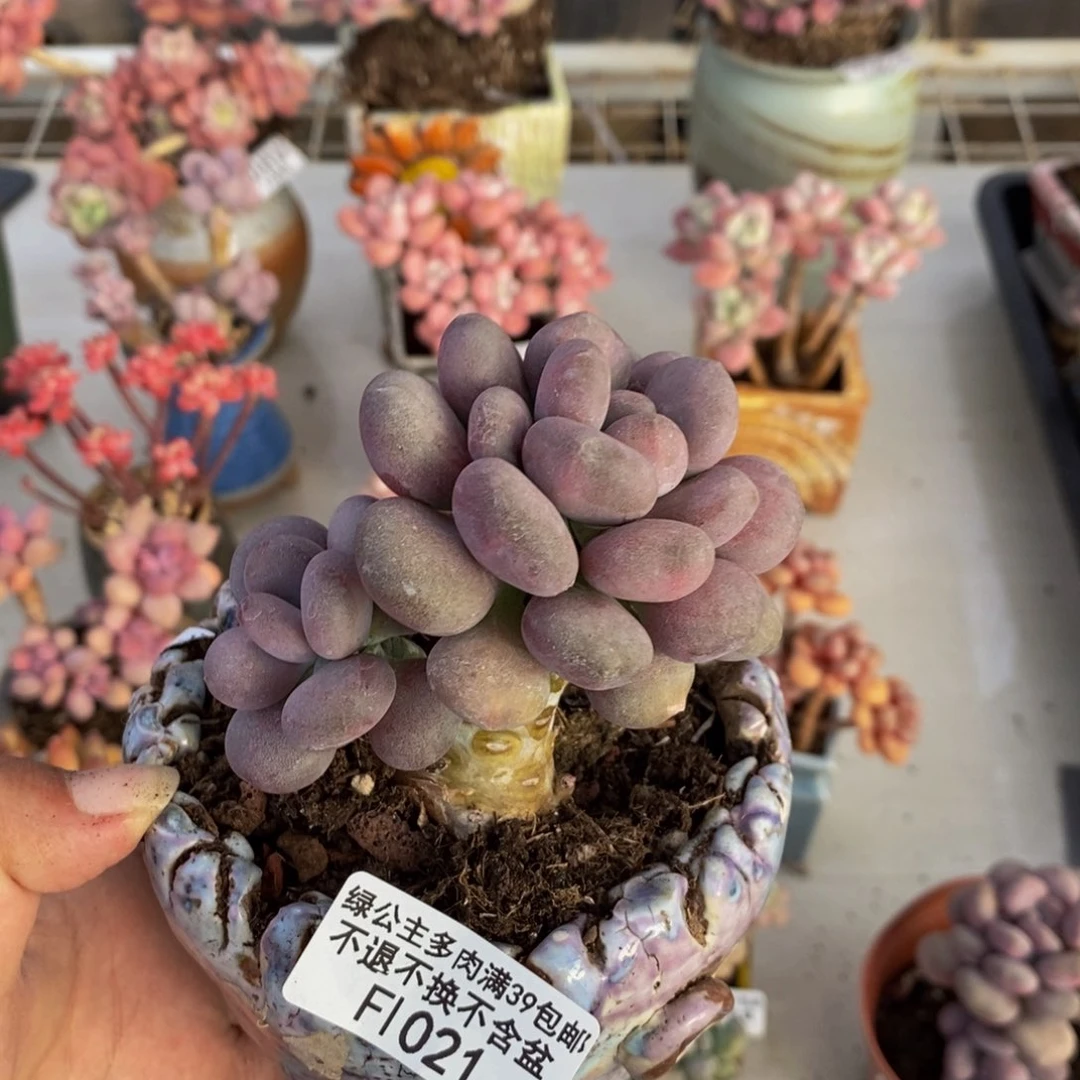 021月美人多肉7cm