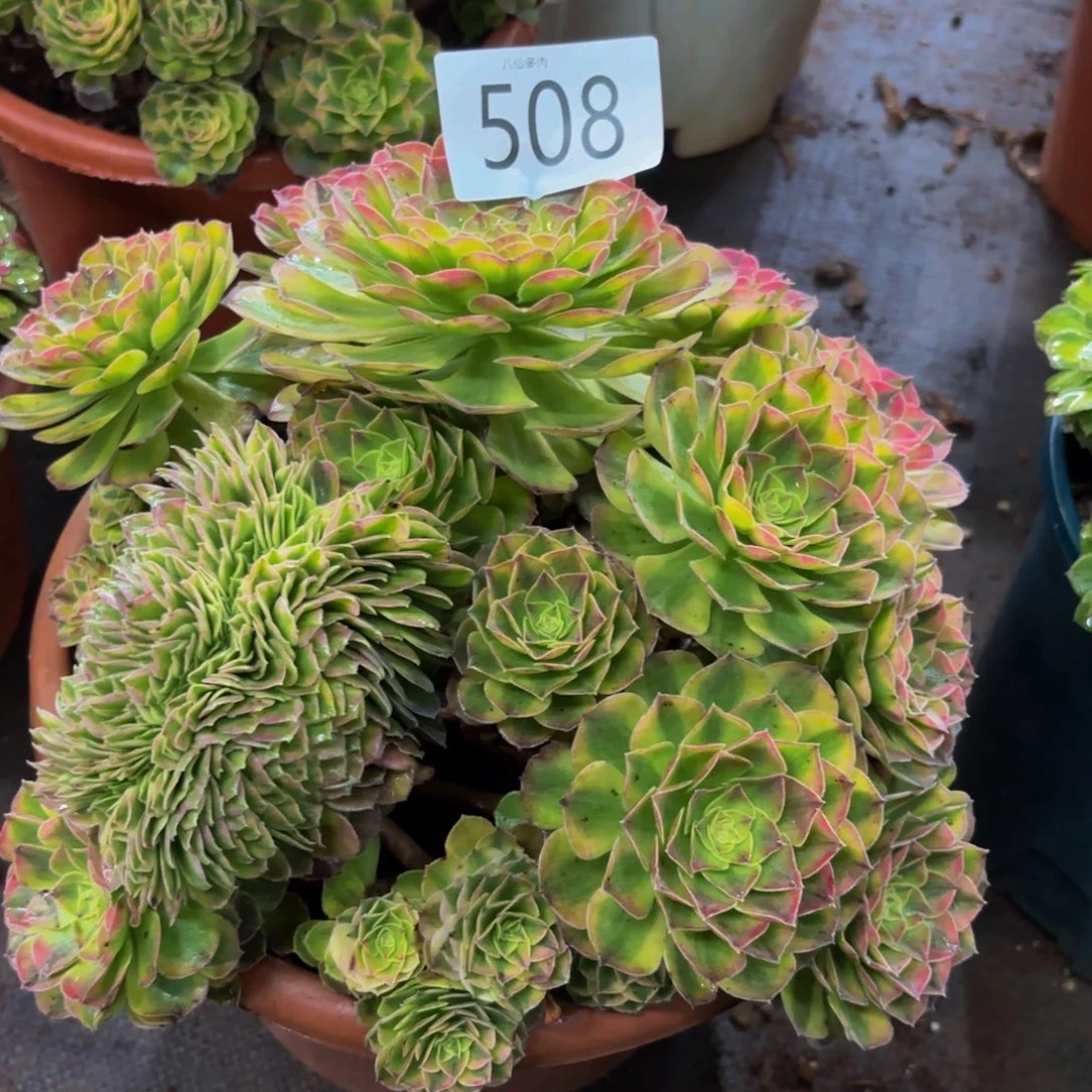 508多肉植物雨荷缀