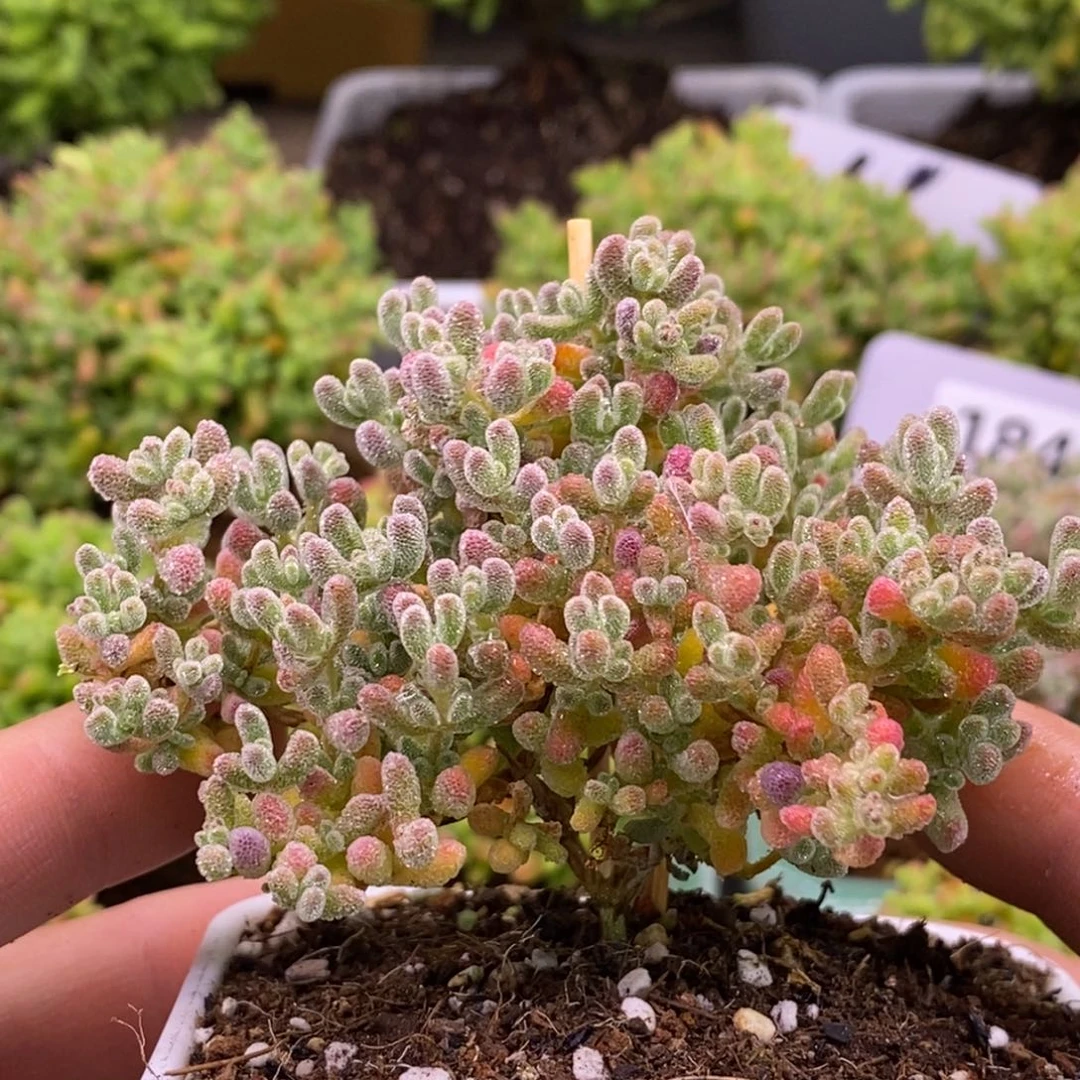 G***i172粉冰晶。