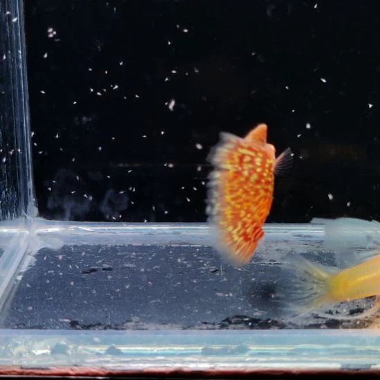 孔雀鱼黄蛇白子大c一对