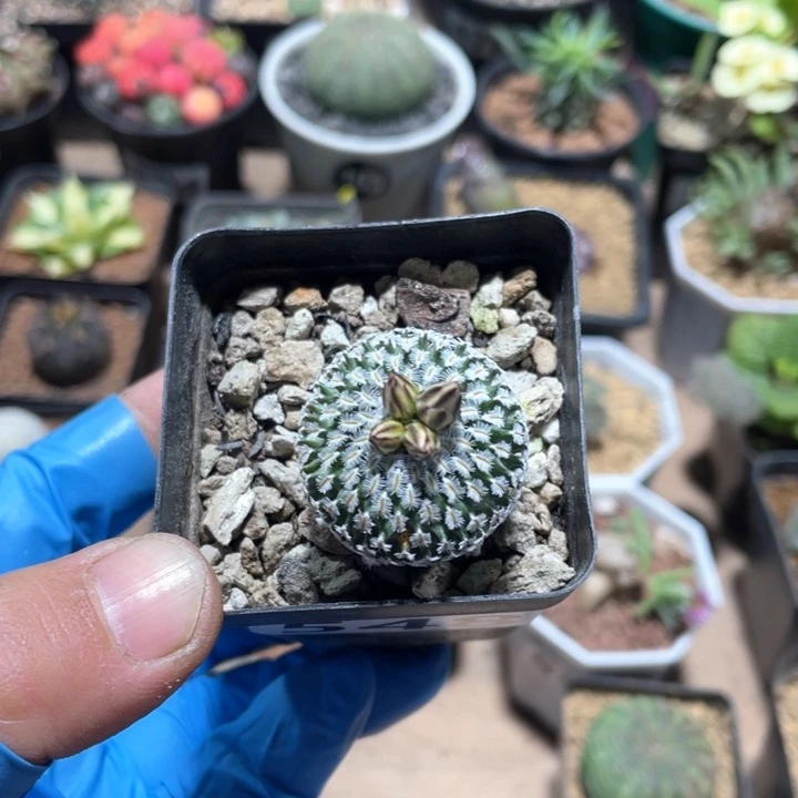 M**?548实生精巧殿仙人球