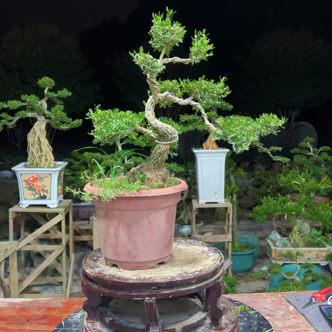 无花朵广东皱皮雀舌黄杨
