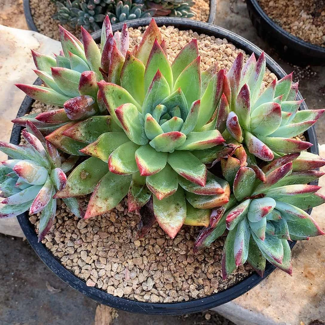 祖母绿杂一物一拍12.75