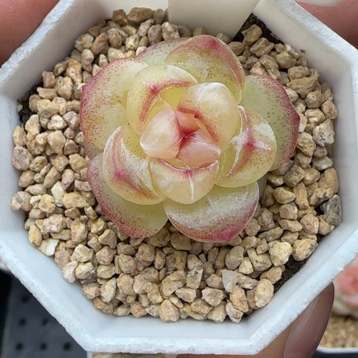 540号金玉满堂晗雨多肉