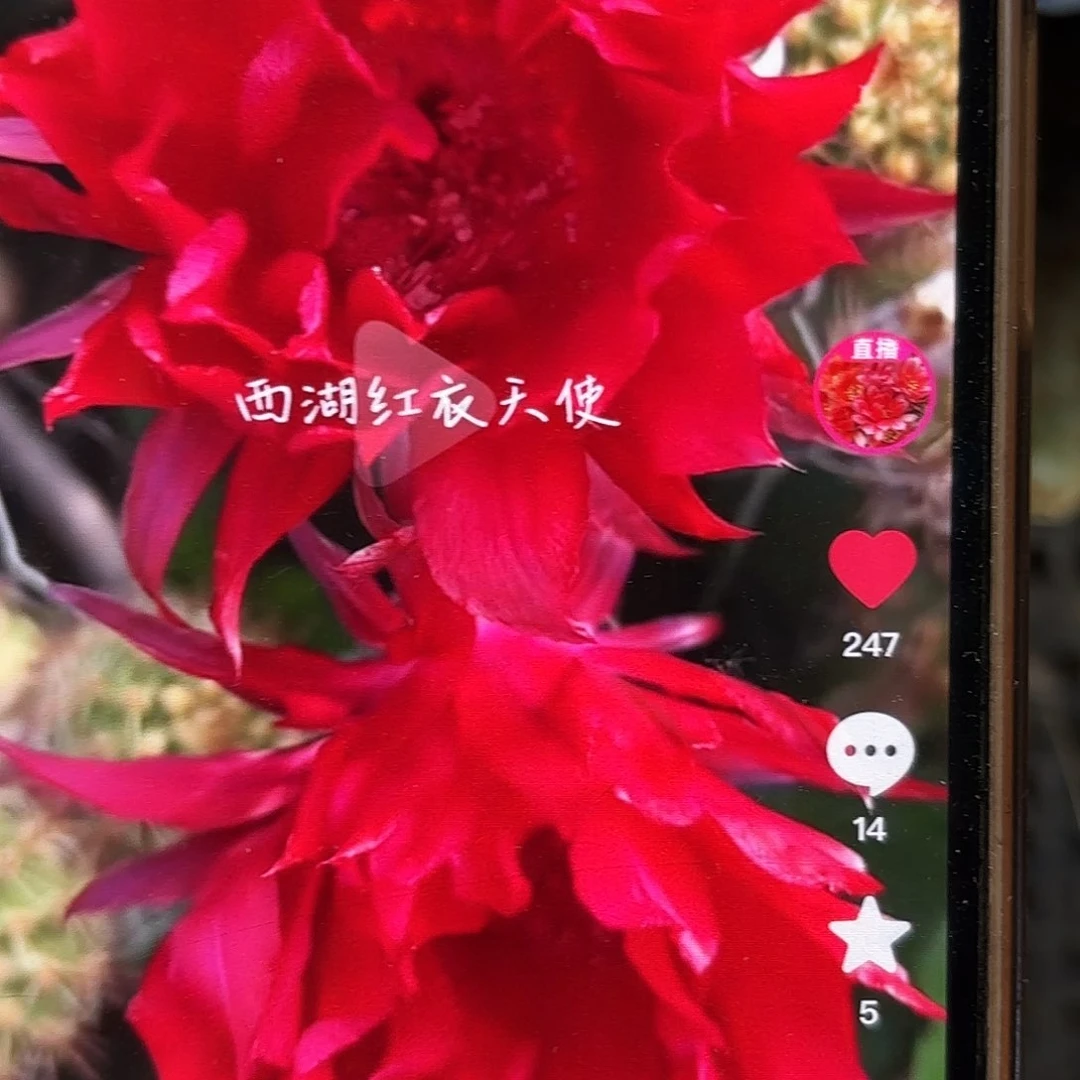 红衣天使彩侧牙20包邮仙人球16