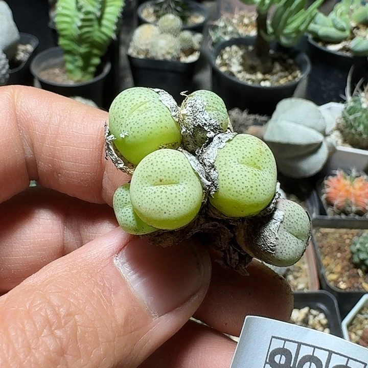 管****902青木衣无根侧芽