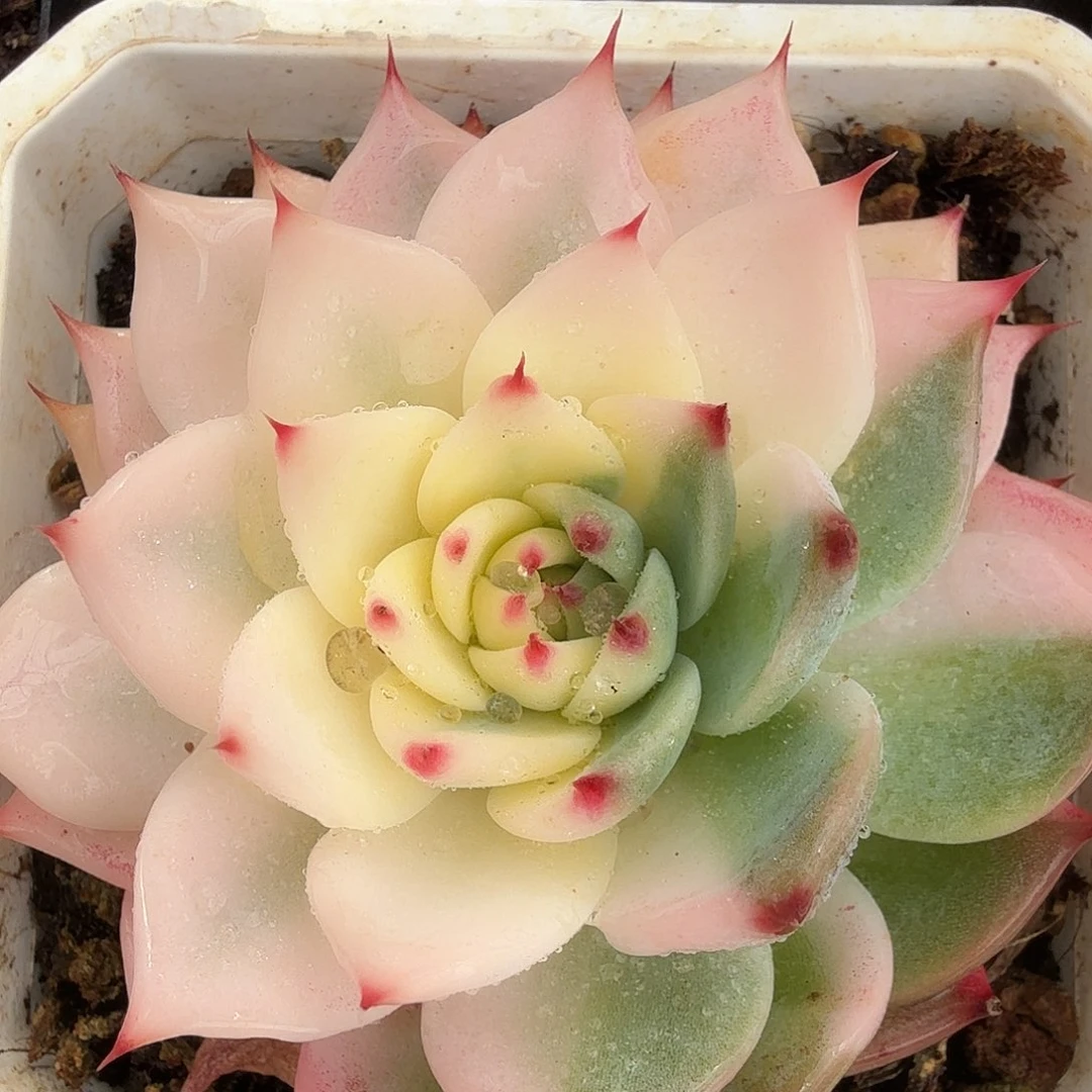 吉娃娃锦，多肉植物