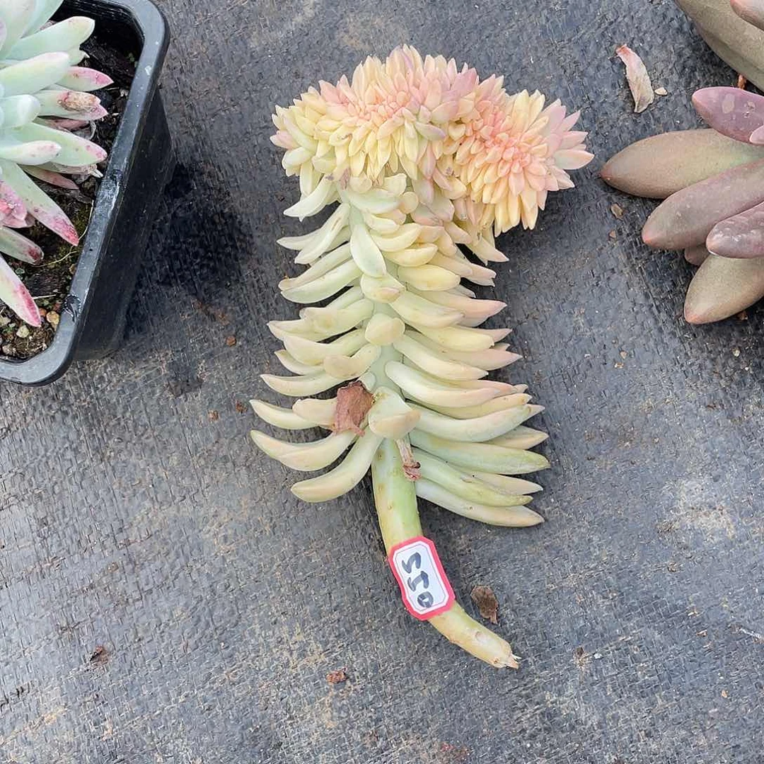 550淡雪锦 一物一拍多肉