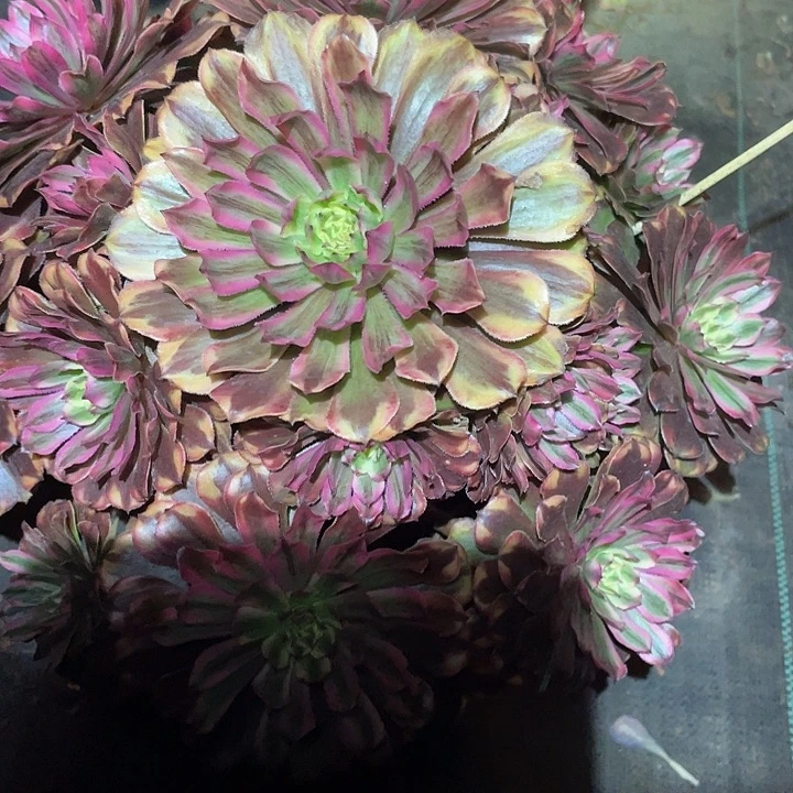 多肉植物西谚586