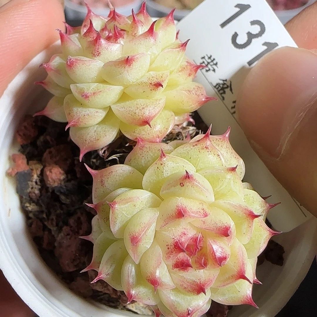 多肉1218-131小魔仙