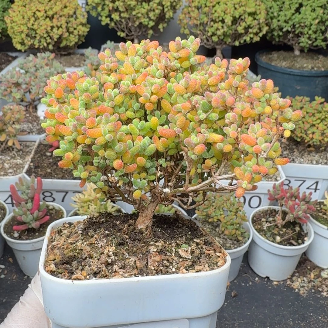 914精控蜜橘糖球枝干