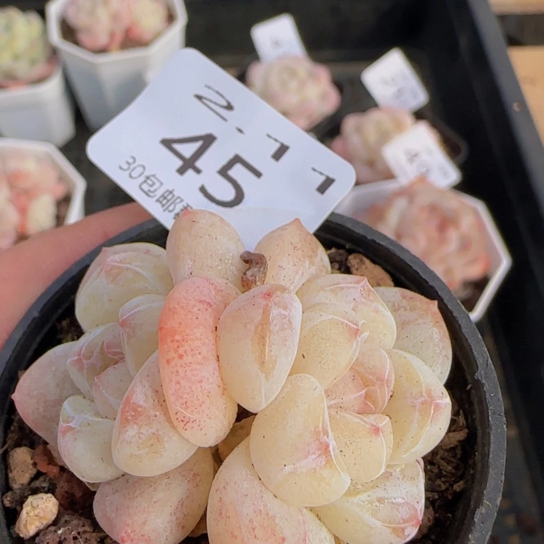 冰玉双头一颗脱土发货