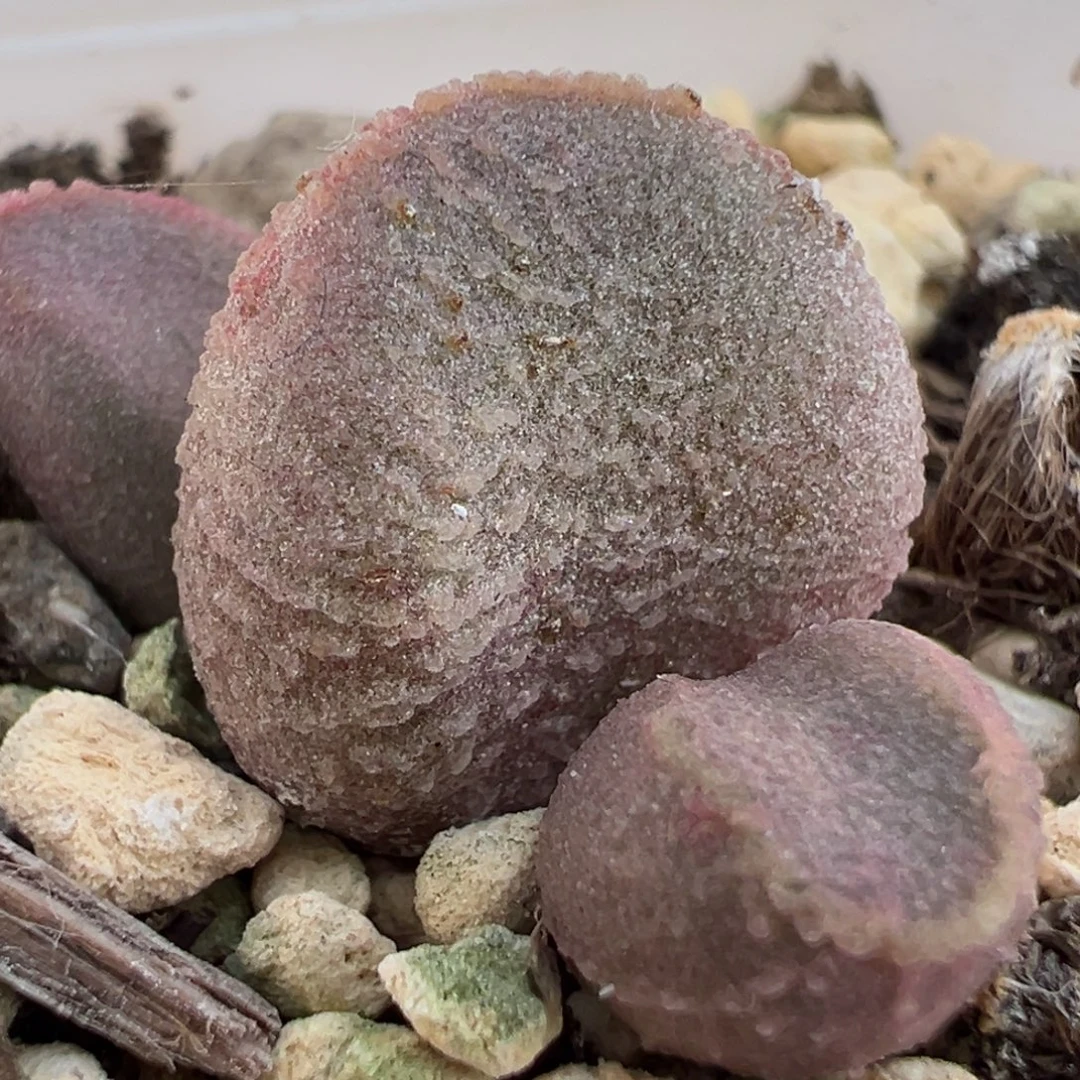 橘粉实生新品多肉植物水泡多肉植物