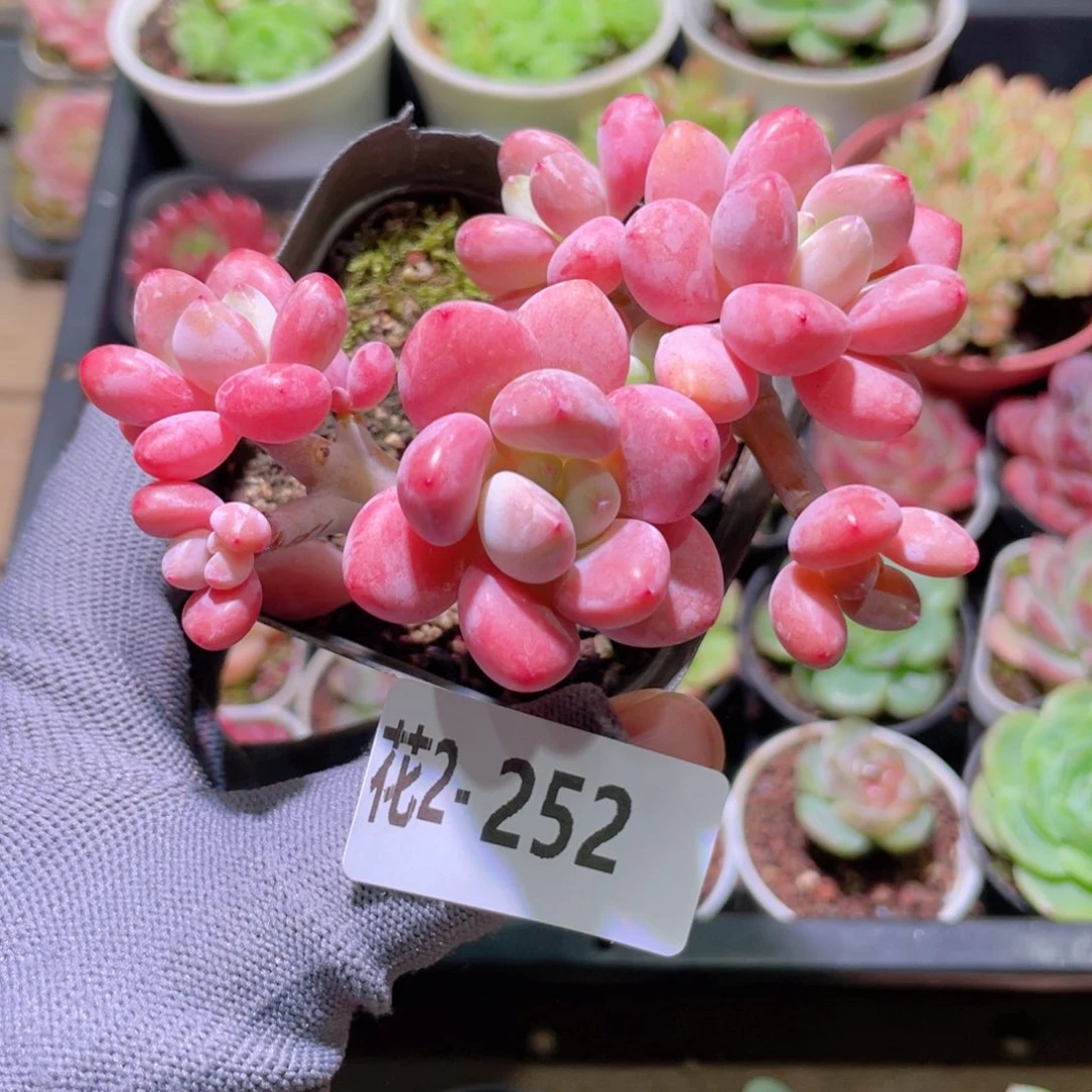 花利美 2-252洛神群