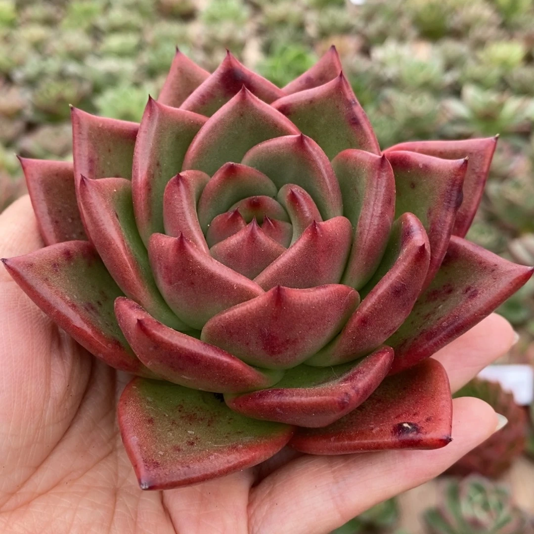 无花朵123 号东云系多肉植物