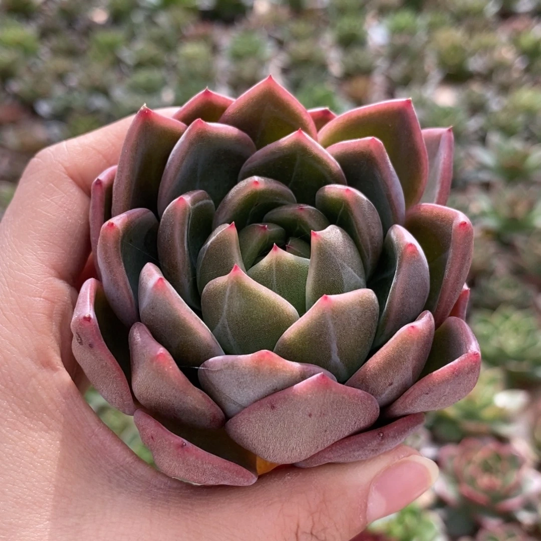 无花朵96 号东云系多肉植物