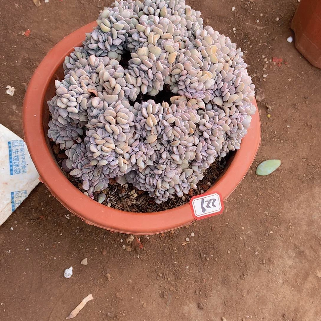 晚***吖老三多肉一物一拍家里229雪精灵