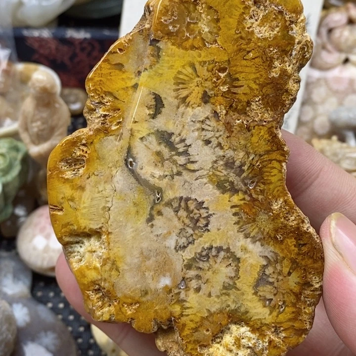 硅化珊瑚（珊瑚玉）未镶嵌颈饰