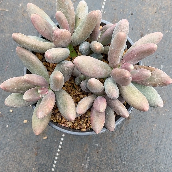 【闪购商品】s***h糖果美人