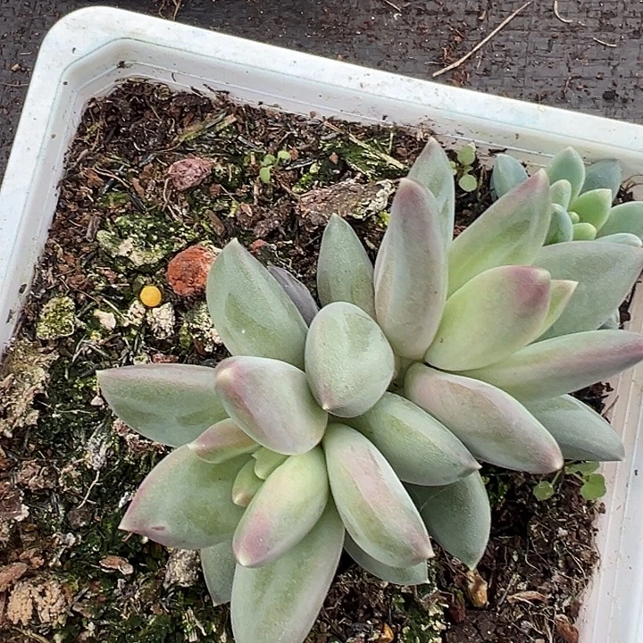 郁金香美人一物一拍