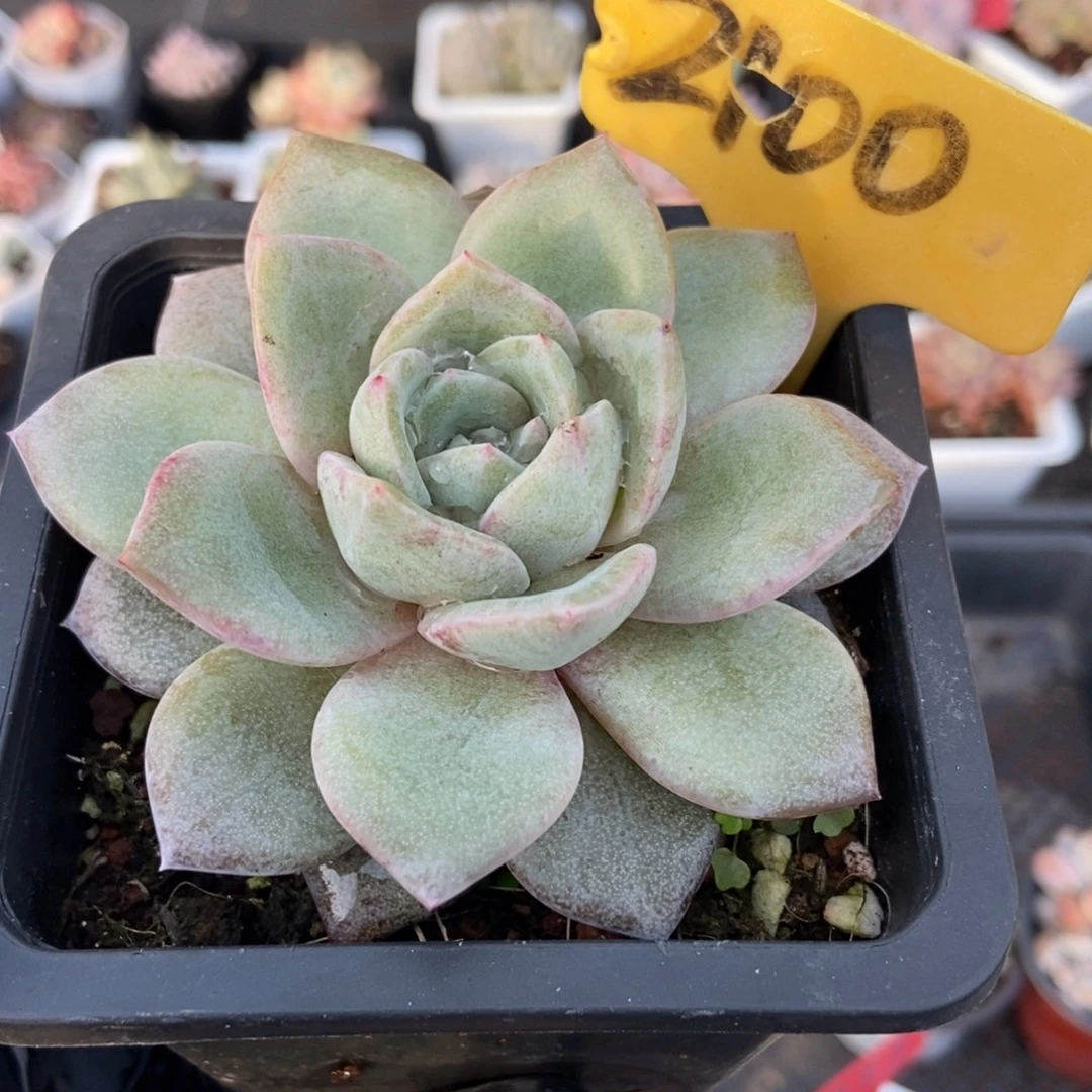 2100德国香槟多肉植物