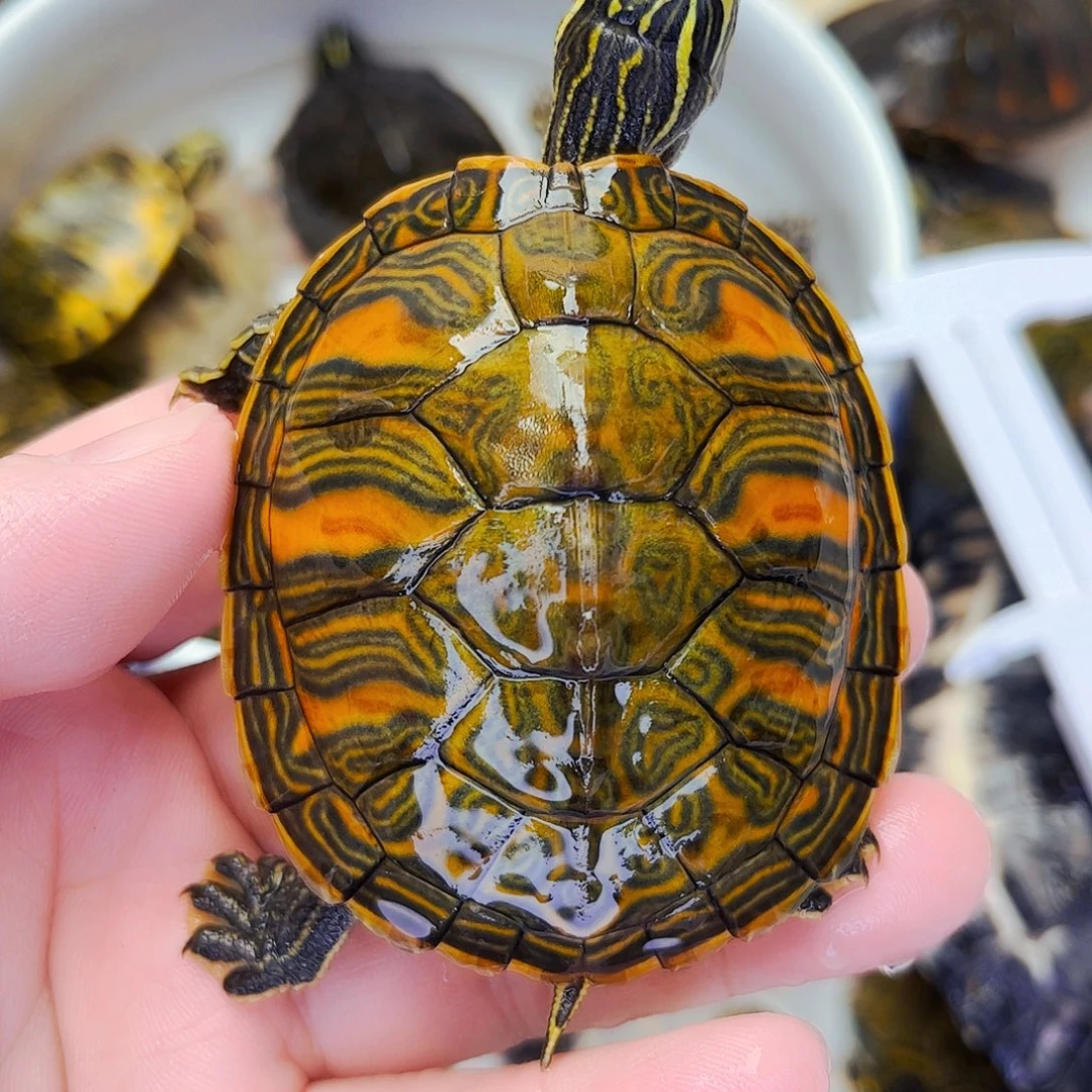 火焰龟不分公母精品宽纹红火焰6.5+