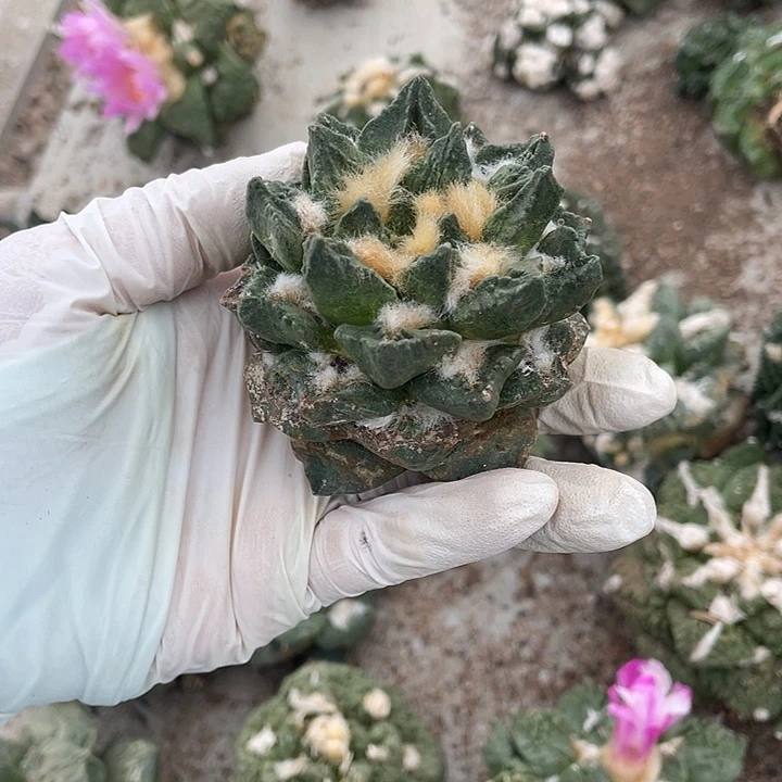 自根龙角杂瑕疵特价不退换