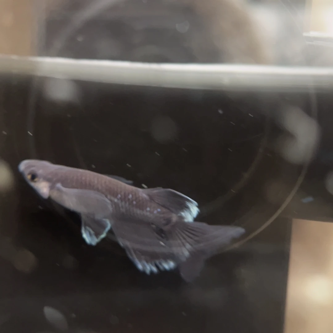 青鳉鱼244耀变天目真长鳍一公