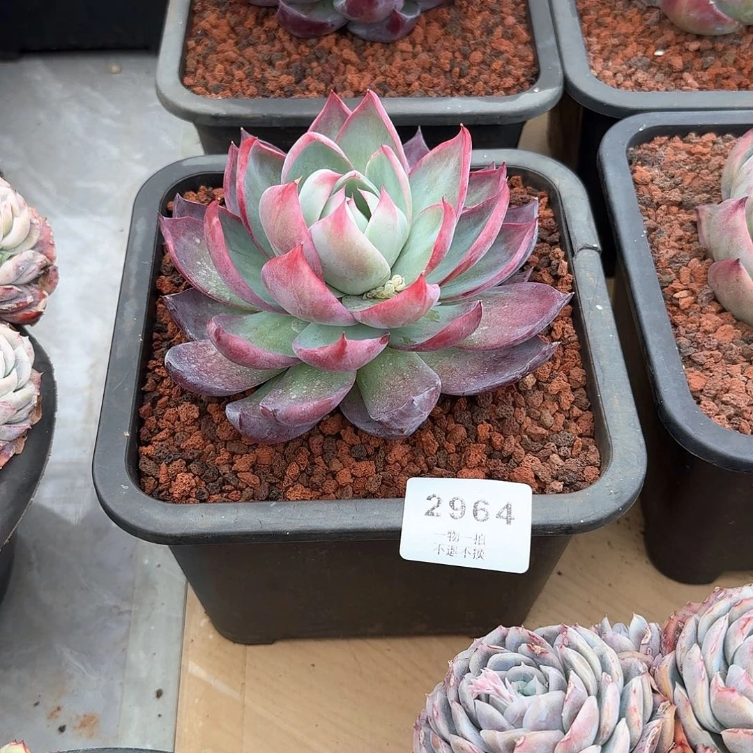 吴2964惊鸿仙子多肉