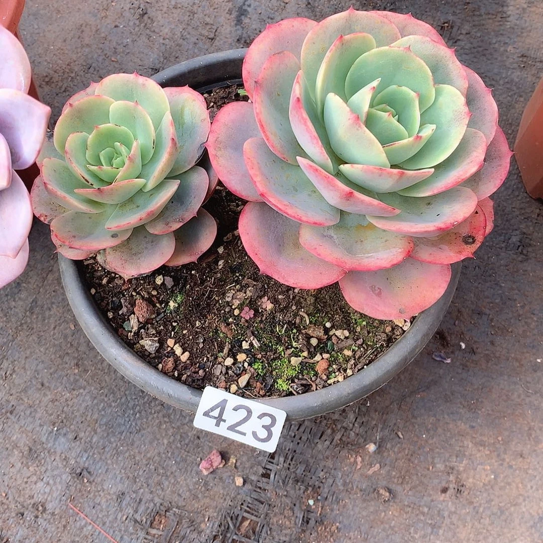 423白雪 一物一拍多肉