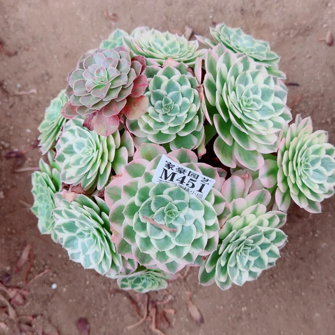 海王法师451冠幅30