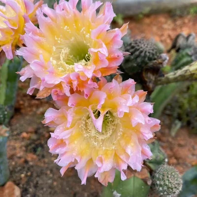 会开花的仙人球彩草毛花柱