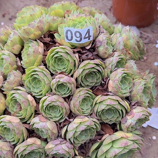 惜***缘多肉植物一个沙拉碗