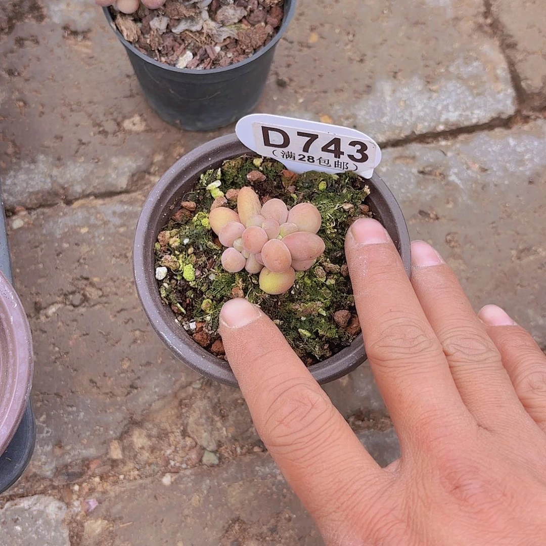 千***动D743芒果奶一物一拍