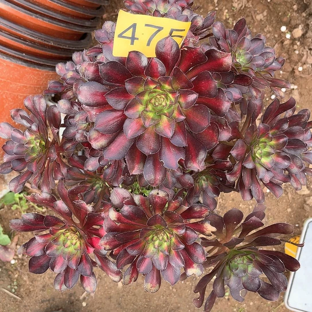 475晚霞多肉植物多肉