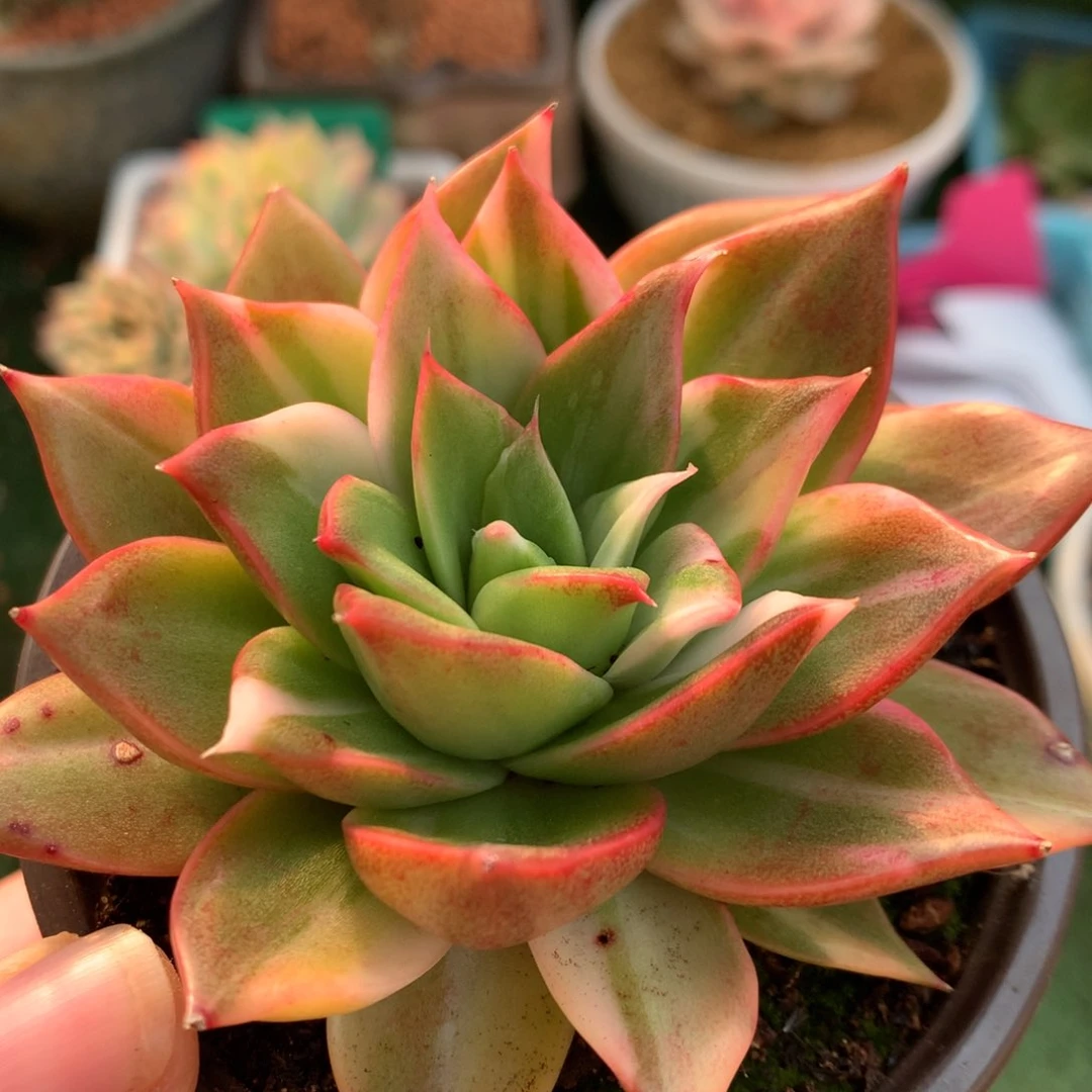 藏宝图j j j j j j