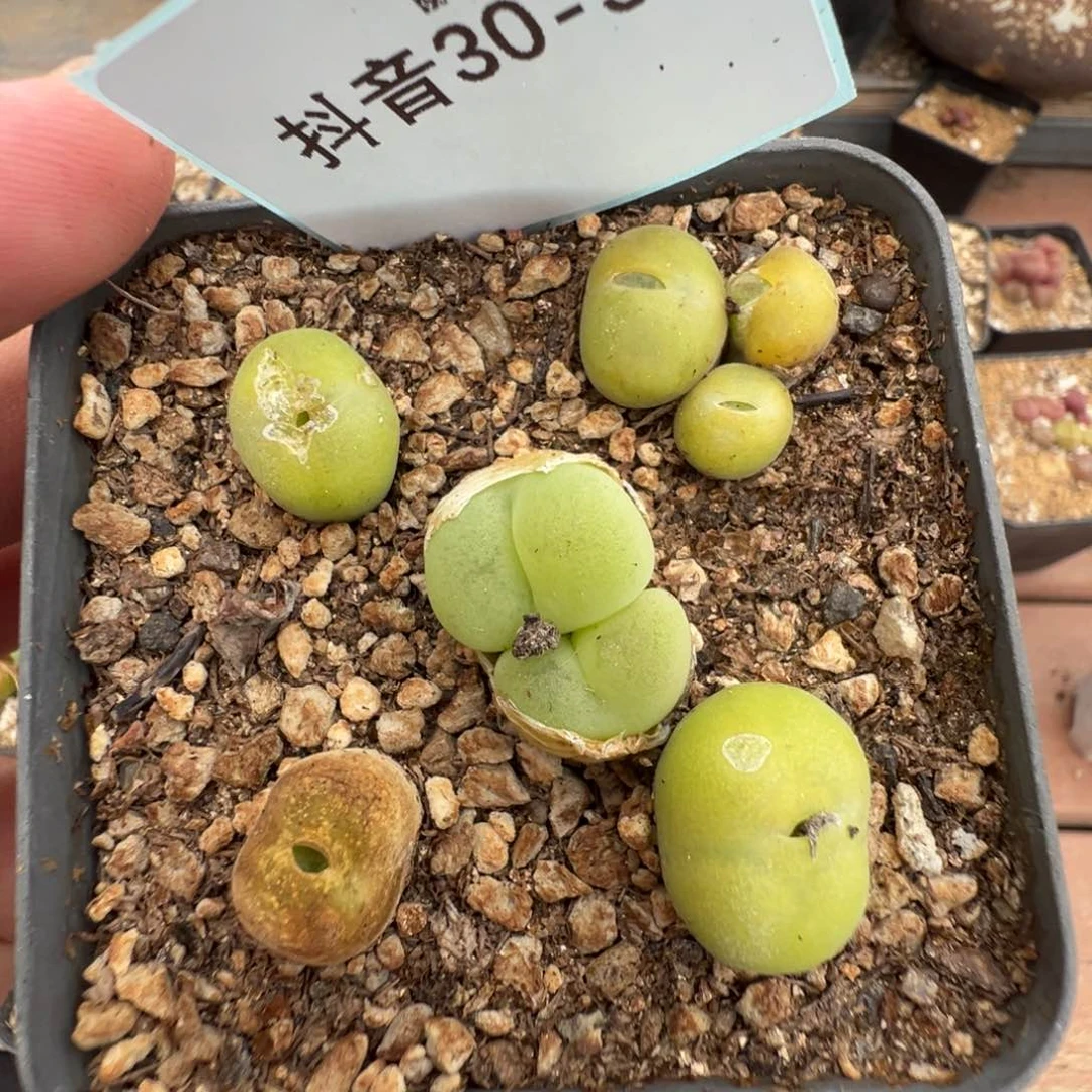 30-32空卡佛多肉植物