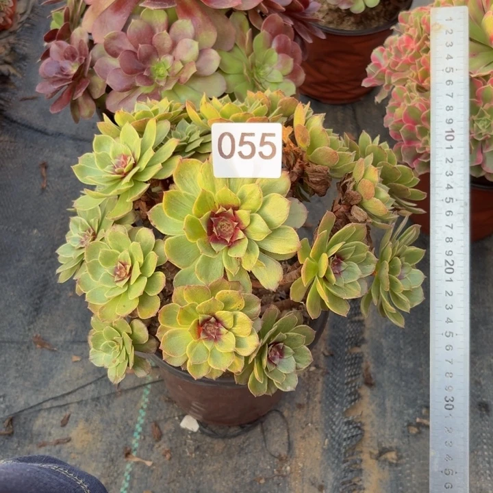 红丝绒多肉植物不包损055