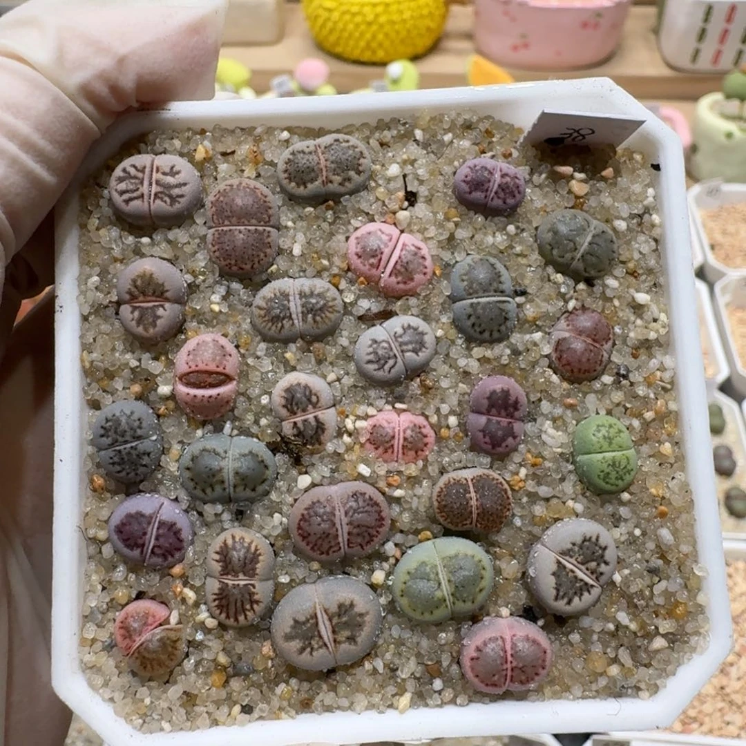 1***10711-05星空彩菊菊菊菊
