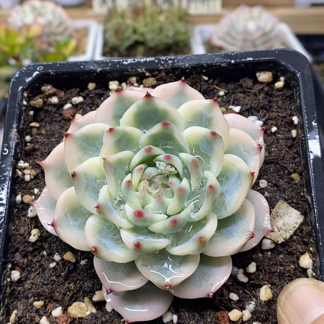 24165 吉娃娃覆轮锦 12 厘米盆