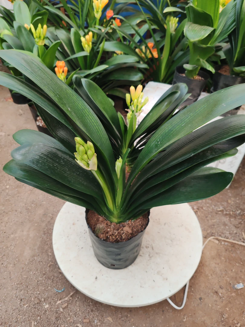君子兰盆栽室内绿植四季常青大苗易养开花植物
